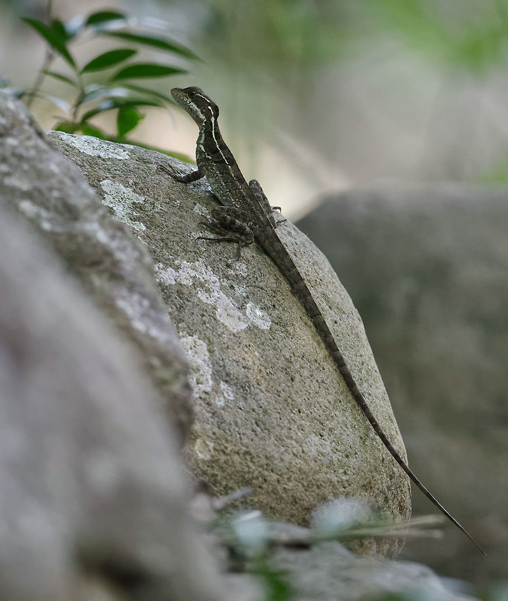 A lizard for John Sullivan At last i have spotted a new lizard.<br />
it would be wonderful if <a href="https://www.jungledragon.com/user/2539/john_sullivan.html" class="user" title="view John Sullivan's profile"><img src="https://secure.gravatar.com/avatar.php?gravatar_id=c1cde497b1f3990cb13acbdfb6051676&d=identicon&size=80" alt="John Sullivan" /><em>John Sullivan</em></a> could help please Basiliscus basiliscus,Common Basilisk,Costa Rica,Geotagged,Summer,lizard
