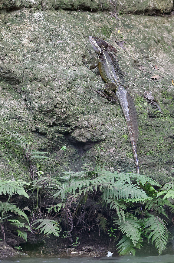 Biggish lizard close to home -xl this might be the XL version of the little one. It was easily 60 cms.<br />
hopefully <a href="https://www.jungledragon.com/user/2539/john_sullivan.html" class="user" title="view John Sullivan's profile"><img src="https://secure.gravatar.com/avatar.php?gravatar_id=c1cde497b1f3990cb13acbdfb6051676&d=identicon&size=80" alt="John Sullivan" /><em>John Sullivan</em></a> knows what it is. Basiliscus basiliscus,Common Basilisk,Costa Rica,Geotagged,Summer,lizard,not a clue.