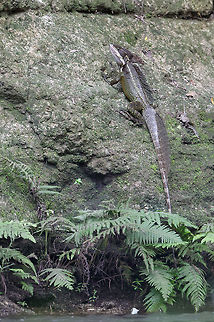 Biggish lizard close to home -xl this might be the XL version of the little one. It was easily 60 cms.
hopefully https://www.jungledragon.com/user/2539/john_sullivan.html knows what it is. Basiliscus basiliscus,Common Basilisk,Costa Rica,Geotagged,Summer,lizard,not a clue.