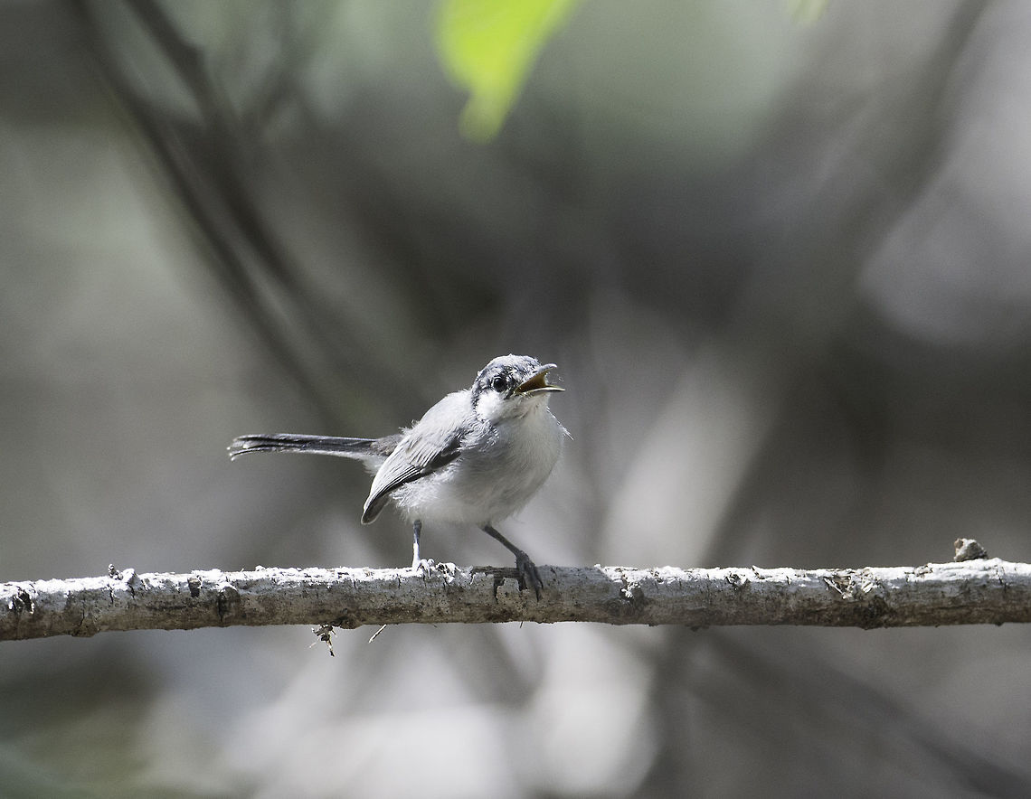 polioptila albiloris in the mangrove/ estuary forest near Nancite.<br />
it is a tiny bird and doesn&#039;t sit still ever <br />
Regardless it must be an apprentice because there was no shortage of blood-hungry insects. Costa Rica,Geotagged,Polioptila,Polioptila albiloris,Summer,White-lored gnatcatcher,ave,bird,oiseau,pajaro,perlita de cejas blancas,polioptila albiloris