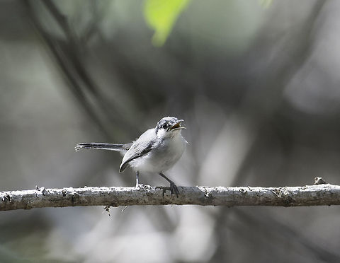 polioptila albiloris in the mangrove/ estuary forest near Nancite.
it is a tiny bird and doesn't sit still ever 
Regardless it must be an apprentice because there was no shortage of blood-hungry insects. Costa Rica,Geotagged,Polioptila,Polioptila albiloris,Summer,White-lored gnatcatcher,ave,bird,oiseau,pajaro,perlita de cejas blancas,polioptila albiloris
