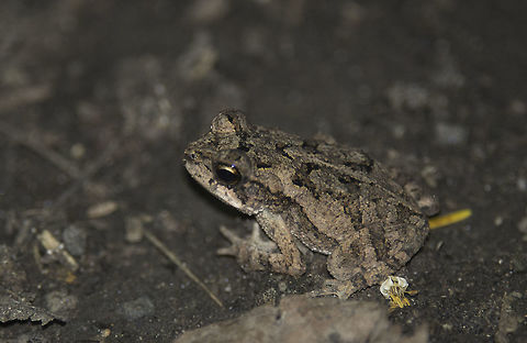 la_ranita Taken near Nancite biological station, this bigger one was what made us stop, then Octavio spotted the tiny one.
great to have friends with good eyes, I would have had trouble in the day!
hint, only 3 cms, really tiny Costa Rica,Geotagged,Id please,Rana,Summer,frog,not a clue