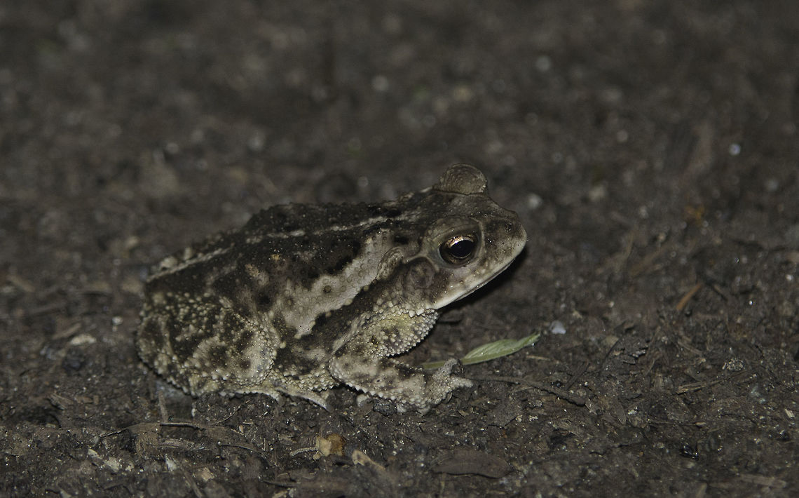 rana del bosque this 7-8 cm frog made us stop, I though first it was a small bird this was the closest I could get before it frogged off.<br />
 Costa Rica,Geotagged,Summer,frog,id please,not a clue
