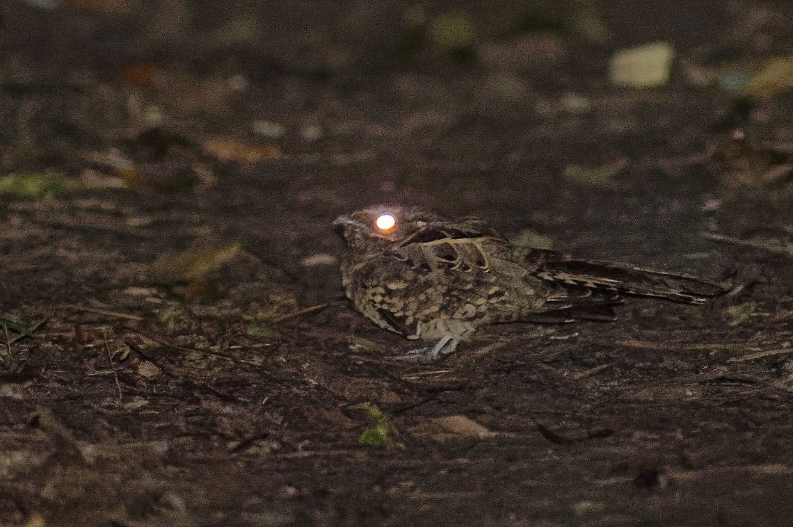 cuyeo The colloquial name CUyeeeo mimics their call .<br />
Not a prize winning photo but please understand that this is a night bird abd usually they have flown off before you can even stop the car, let alone stop sideways and get a shot.<br />
<br />
I was very lucky to get the ONE shot you get with a flash, he was still far away but then again I have tried this about 360 times before :) so I thought the low res cuyeo on your memory card is better than the hi res one hiding in the undergrowth.<br />
Needless to say they are very difficult to see, the eye is the giveaway.<br />
<br />
PS I have tried the ID tool several times,  it always says ERROR.<br />
<a href="https://es.wikipedia.org/wiki/Nyctidromus_albicollis" rel="nofollow">https://es.wikipedia.org/wiki/Nyctidromus_albicollis</a> Costa Rica,Geotagged,Summer,ave,bird,chotacabras pauraque,cuyeo,nyctidromus albicolis,oiseau,pauraque,pocoyo tapacaminos