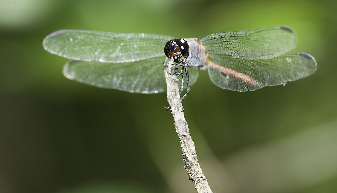 Libellula herculea one from Nancite , ID'd from the odonata list and this one here<br />
<a href="http://creagrus.home.montereybay.com/CostaRica07h.html" rel="nofollow">http://creagrus.home.montereybay.com/CostaRica07h.html</a><br />
<br />
UPDATE<br />
I have posted it to Naturalista.mx and this is what came up, looks good to me<br />
Orthemis levis<br />
<a href="http://www.naturalista.mx/taxa/182597-Orthemis-levis" rel="nofollow">http://www.naturalista.mx/taxa/182597-Orthemis-levis</a><br />
<br />
Side view<br />
<figure class="photo"><a href="https://www.jungledragon.com/image/41993/orthemis_levis.html" title="Orthemis levis"><img src="https://s3.amazonaws.com/media.jungledragon.com/images/2552/41993_thumb.jpg?AWSAccessKeyId=05GMT0V3GWVNE7GGM1R2&Expires=1769040010&Signature=TKTKetH0NYVNkdtcG7FvaqZ7dl8%3D" width="200" height="134" alt="Orthemis levis a side view of this Nancite dragon<br />
 ID's by naturalista.mx Costa Rica,Geotagged,Orthemis levis,Summer,libellule,libellulidae,libelula,odonata" /></a></figure> Costa Rica,Geotagged,Orthemis levis,Summer,blue nose,libellule,libellulidae,libelula,odonata