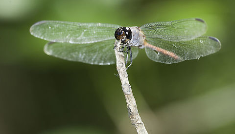 Libellula herculea one from Nancite , ID'd from the odonata list and this one here
http://creagrus.home.montereybay.com/CostaRica07h.html

UPDATE
I have posted it to Naturalista.mx and this is what came up, looks good to me
Orthemis levis
http://www.naturalista.mx/taxa/182597-Orthemis-levis

Side view
https://www.jungledragon.com/image/41993/libellula_herculea.html Costa Rica,Geotagged,Orthemis levis,Summer,blue nose,libellule,libellulidae,libelula,odonata