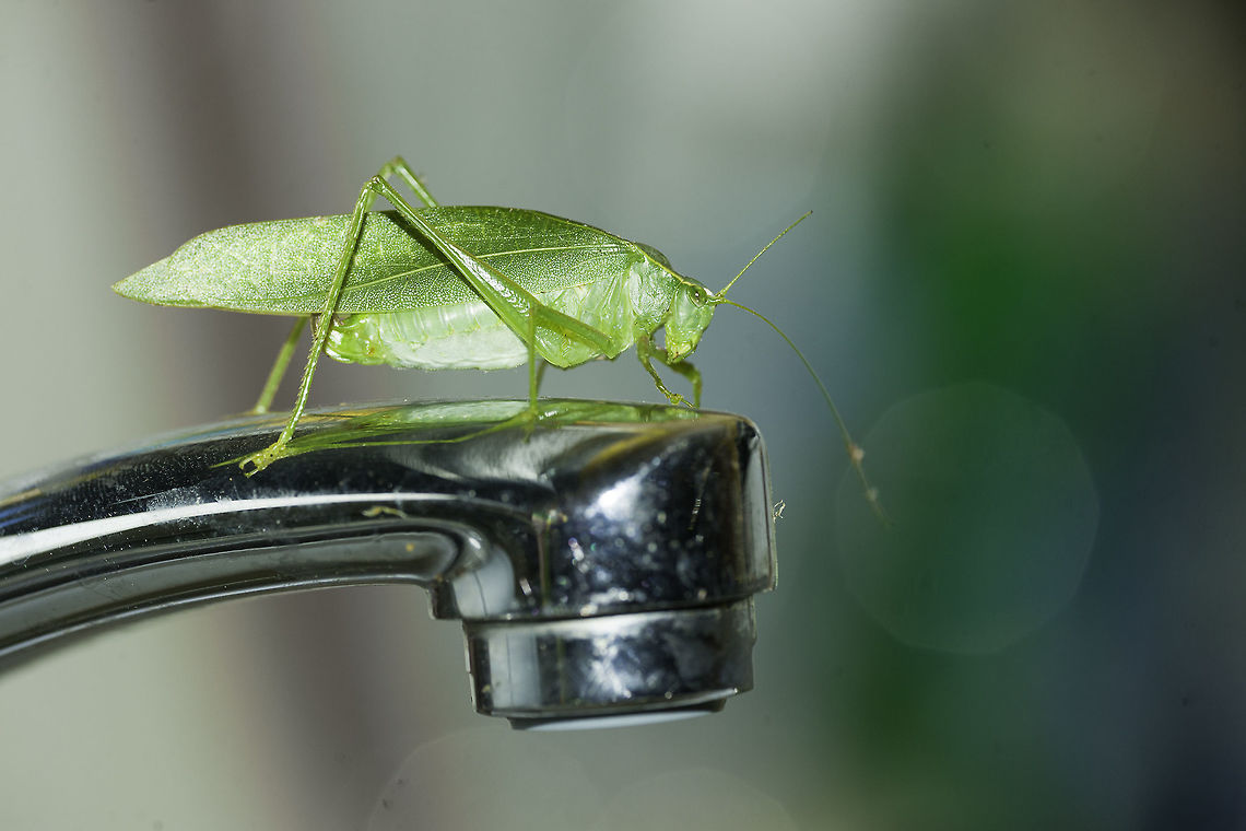When Nature comes in to see you - ID needed Due to work and a lot of weather finding new species seems to be a bit tricky at the moment. <br />
 Imagine my surprise when I wanted to do the dishes last night ID needed,grasshopper,green insect,no idea