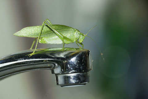 When Nature comes in to see you - ID needed Due to work and a lot of weather finding new species seems to be a bit tricky at the moment. 
 Imagine my surprise when I wanted to do the dishes last night ID needed,grasshopper,green insect,no idea