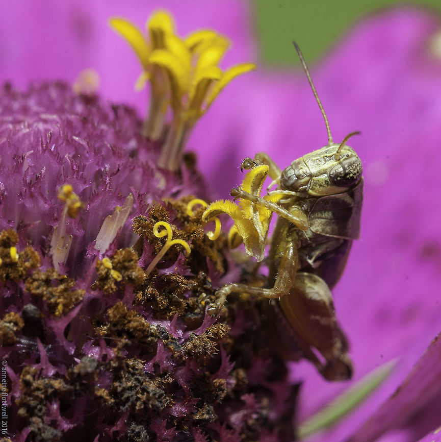 The Zinnia muncher This tiny fellow stripped the birthday candles off this Zinnia within 10 minutes. I could believe how fast he munched.<br />
<br />
This BTW is FULL macro magnification, he wa about 15-18mms Costa Rica,Geotagged,Summer,greedy,hopper,zinnia