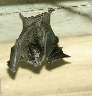 Micronycteris schmidtorum Found today in my workshop. Another one of the when nature comes in to see you series Costa Rica,Geotagged,Micronycteris schmidtorum,Schmidtss big-eared bat,Summer,bat,bodega,chauve-souris,murcielago