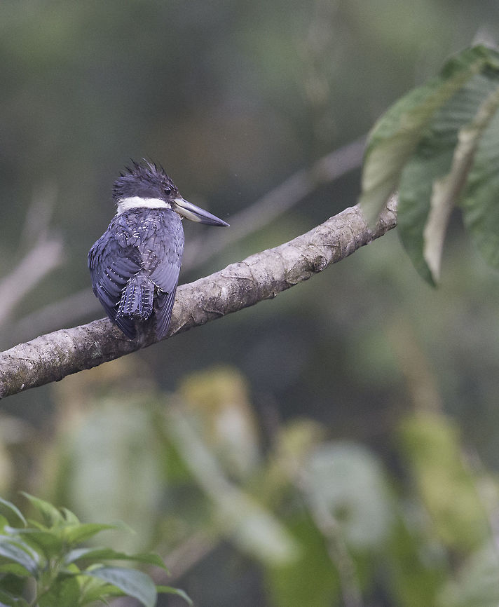 ceryle alcyon yesterday in rio Ca&ntilde;o Negro Belted kingfisher,Megaceryle alcyon,Megaceryle torquata,Ringed Kingfisher,ceryle acyon,pescador norteño