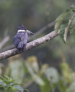 ceryle alcyon yesterday in rio Ca&ntilde;o Negro Belted kingfisher,Megaceryle alcyon,Megaceryle torquata,Ringed Kingfisher,ceryle acyon,pescador norte&ntilde;o