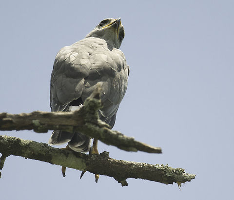 Buteo plagiatus spotted him a along a country lane in Albangares. Buteo plagiatus,Costa Rica,Geotagged,Gray hawk,WINTER,accipiter,gavilán gris,grey hawk