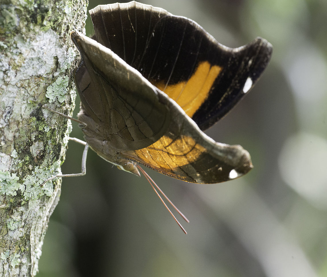 Historis_odius_dious thought I'd show you what the inside is like Coeini,Costa Rica,Geotagged,Historis odius,Historis odius dious,Nymphalinae,Stinky Leafwing,Summer,butterfly,mariposa,nymphalidae,papillon
