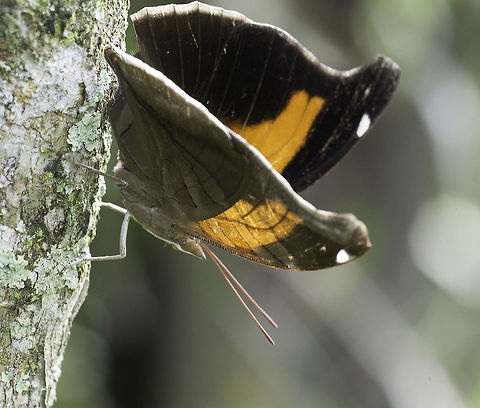 Historis_odius_dious thought I'd show you what the inside is like Coeini,Costa Rica,Geotagged,Historis odius,Historis odius dious,Nymphalinae,Stinky Leafwing,Summer,butterfly,mariposa,nymphalidae,papillon