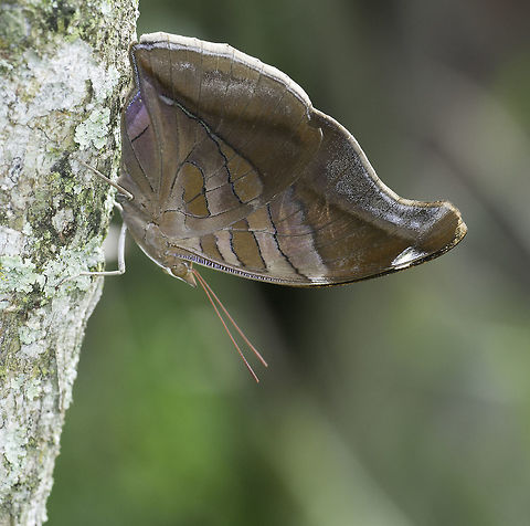 Historis odius dious to my surprise, this one doesn't belong to the Chraxinae, leaf butterflies. It behaves like one, though Coeini,Costa Rica,Geotagged,Historis odius,Historis odius dious,Nymphalinae,Stinky Leafwing,Summer,butterfly,mariposa,nymphalidae,papillon