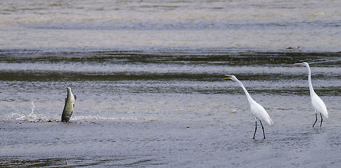 guapote y garzas egrets laughing at a guapote (Parachromis managuensis) who jumps out of shallow water in the mouth of Rio Chiquito after the devastating rain.

I am not even trying an ID, so that those who usually come down at me like vultures can work it out for themselves. I am a mechanic and very fond of nature, not a biologist who can ID a fish from 15000 kms away. Ardea alba,Great egret,Parachromis managuensis,bird,egret,fish,garza,guapote,laguna de arenal