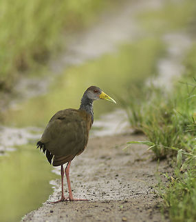 ARAMIDES_CAJANEA on a country track during the heavy rains Aramides cajanea,Costa Rica,Fall,Geotagged,Grey-necked Wood Rail,ave,bird,chilacoa colinegra,chiricote,cotara caracolera,grey necked wood rail,rasc&oacute;n de cuello gris