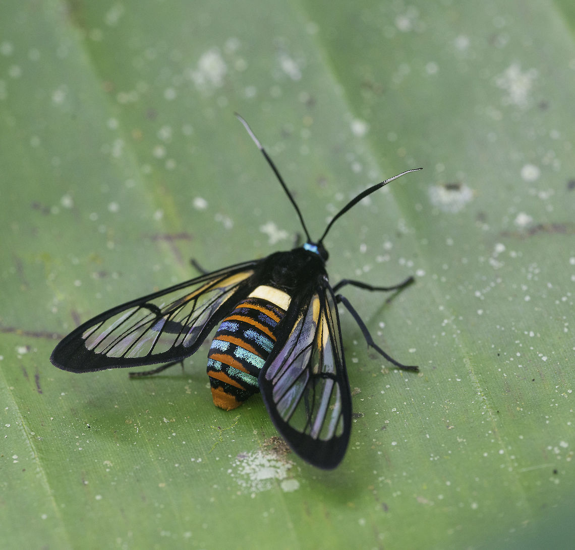 Gymnelia jansonis chased it for 20 minutes till it sat at last down on a banana leaf.<br />
ID credit to Minor Torres. I only had to refine it. Arctiidae,Autochloris jansonis,Costa Rica,Euchromiini,Geotagged,Gymnelia jansonis,Moth Week 2018,mariposa,mariposa nocturna,moth