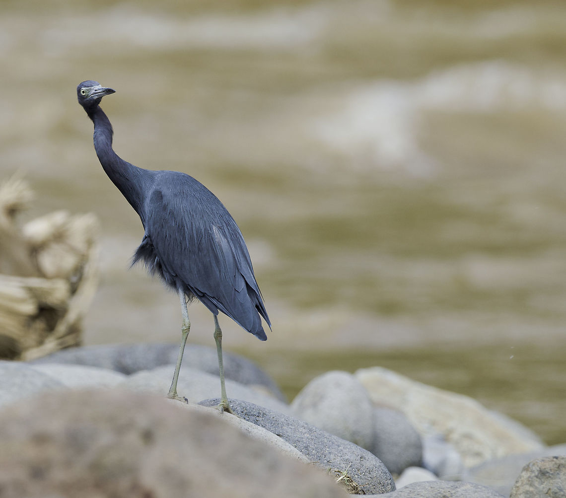 Egretta caerulea_-_garceta azul In Rio Chiquito, Guanacaste Highland Costa Rica,Egretta caerulea,Fall,Geotagged,Little blue heron,garceta azul,little blue heron