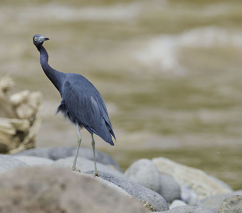 Egretta caerulea_-_garceta azul In Rio Chiquito, Guanacaste Highland Costa Rica,Egretta caerulea,Fall,Geotagged,Little blue heron,garceta azul,little blue heron