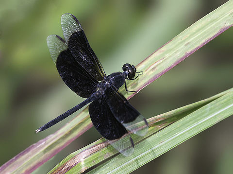 Erythrodiplax funerea after the heavy rain Black-winged dragonlet,Costa Rica,Erythrodiplax funerea,Geotagged,Libellulidae,Orthemis,dragonfly,insects,libellula,libellule,libelula,odonata,winter