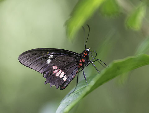 Parides iphidamas a new garden visitor Costa Rica,Geotagged,Iphidamas Cattleheart,Papilionidae,Parides,Parides iphidamas,leptidoptera,mariposa,troidini