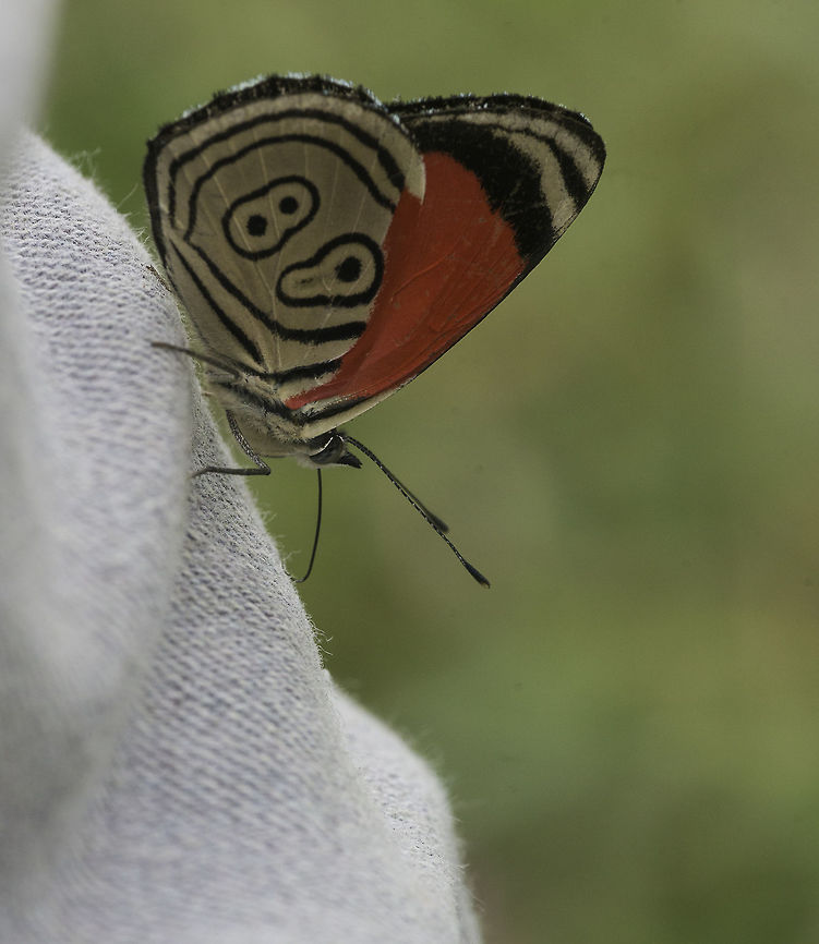 89 - or 98 on the other side I was glad this one came with bar code and number, makes ID easy. Unfortunately it loved my apprentice very much and kept landing on his cap and trousers Callicorini,Costa Rica,Diaethria clymena marchalii,Geotagged,Summer,Widespread Eighty-eight,biblidinae,mariposa,nymphalidae