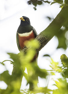 Elegant Trogon, Costa Rica the front view, unfortunately with many branches in the way Costa Rica,Elegant trogon,Fall,Geotagged,Trogon elegans,Trogón,ave,bird,trogon,trogon elegans,trogonidae,trogón elegante