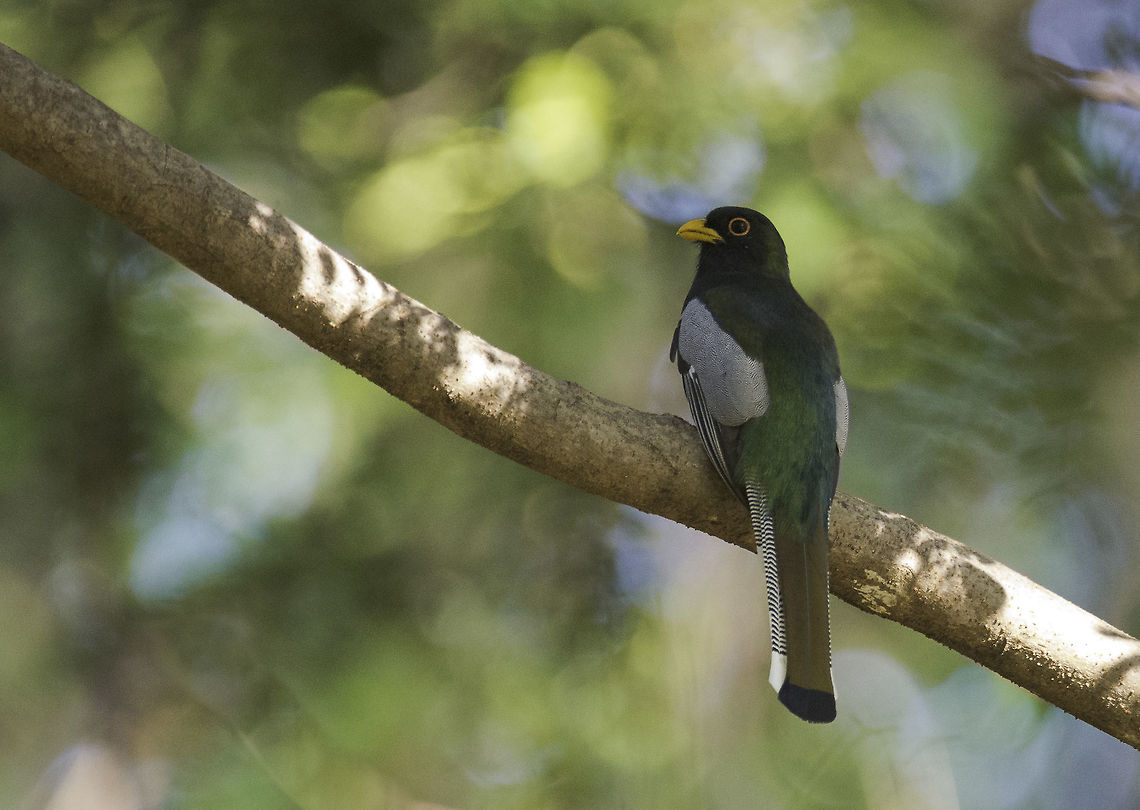 trogon elegans We volunteered to repair the very bad track to the turtle station in Nancite,  Parque Sta Rosa .<br />
This is not open to the public and very remote and muddy. It is also the only way to visit a National Park without paying exorbitant fees.<br />
What you get is hard work, lots of fun and some excellent wildlife if you dare to touch the camera after you wipe your paws. Costa Rica,Elegant trogon,Fall,Geotagged,Trogon elegans,Trogón,ave,bird,trogon,trogon elegans,trogonidae,trogón elegante