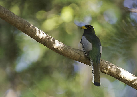 Elegant trogon