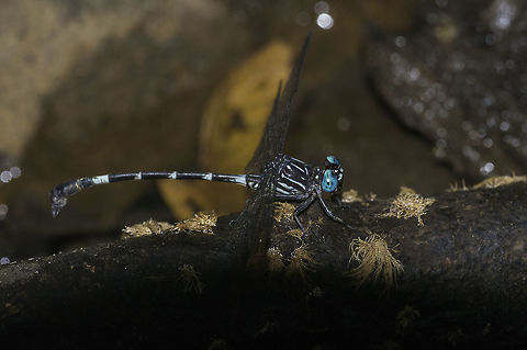 Micrathyria_laevigata or Micrathyria caerulistyla or??? ok.. I don't know. I'm a mechanic, not a biologist.
Micrathyria caerulistyla looks closest so far. Hagenii is also similar but has the wrong light blue marks
 Costa Rica,Geotagged,Micrathyria ocellata,Rayadoras Cenicillas de Estanque,anisoptera,libelulidae