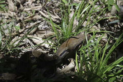 Boa constrictor, Costa Rica look how tiny the head is Boa constrictor,Costa Rica,Geotagged,Las Lluvias,Spring,boa,female,guanacaste,snake