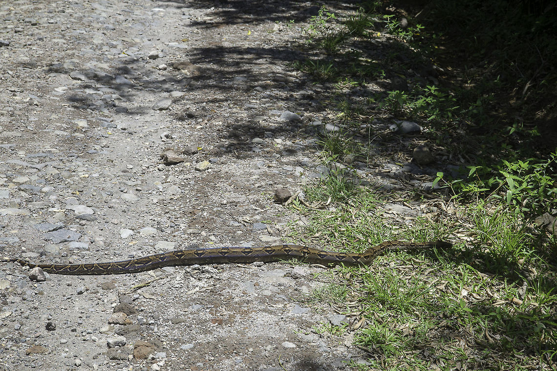 Boa_constrictor going to colon&iacute;a Santamaria look what was crossing the road.<br />
Please check out the shiny scales in the other upload Boa constrictor,Costa Rica,Geotagged,Las Lluvias,boa,female,guanacaste,snake
