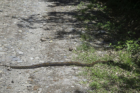 Boa_constrictor going to colonía Santamaria look what was crossing the road.
Please check out the shiny scales in the other upload Boa constrictor,Costa Rica,Geotagged,Las Lluvias,boa,female,guanacaste,snake