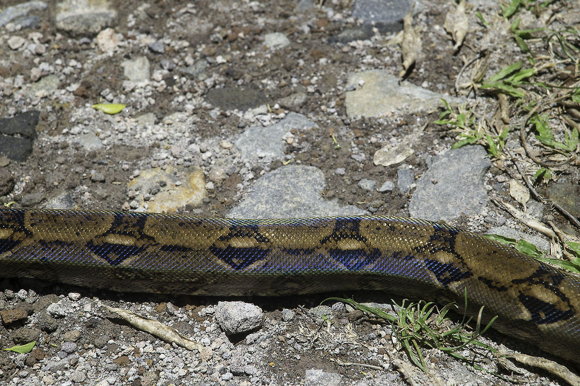 Boa constrictor body closeup  Boa constrictor,Costa Rica,Geotagged,Las Lluvias,Spring,boa,female,guanacaste,snake