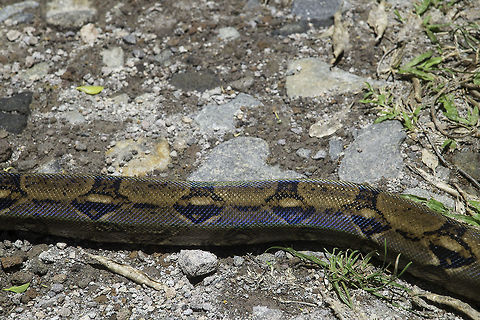 Boa constrictor body closeup  Boa constrictor,Costa Rica,Geotagged,Las Lluvias,Spring,boa,female,guanacaste,snake