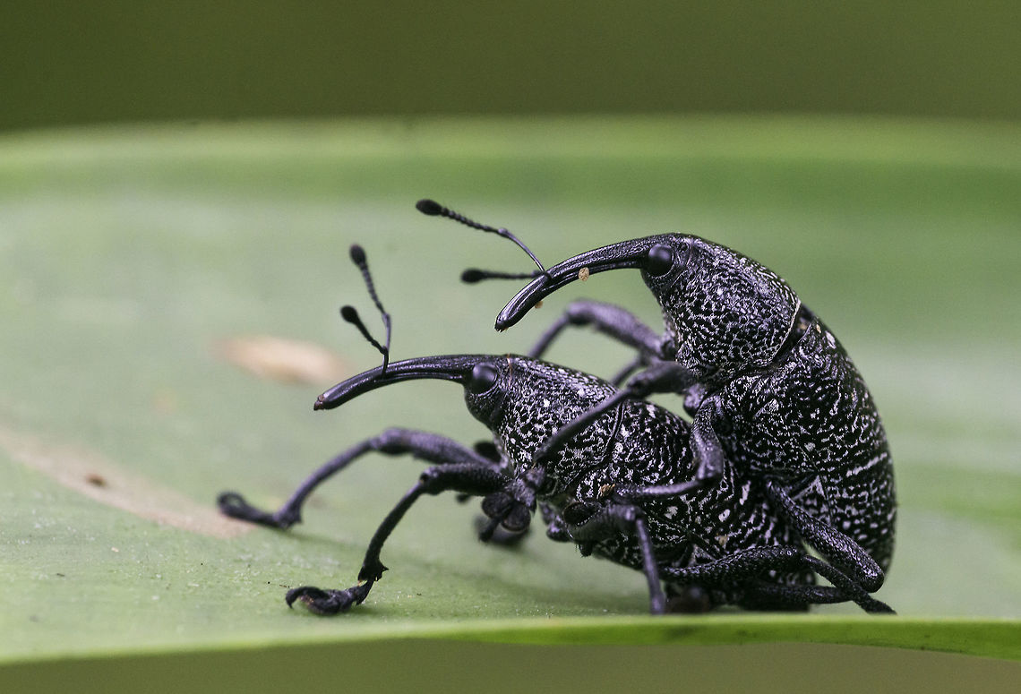 weevils at it need help with ID please<br />
<a href="http://coleoptera-neotropical.org/paginas/2_PAISES/C-Rica/Curculionoidea/Curculionidae-CRica.html" rel="nofollow">http://coleoptera-neotropical.org/paginas/2_PAISES/C-Rica/Curculionoidea/Curculionidae-CRica.html</a> Coleoptera,Costa Rica,Curculionidae,Geotagged,Spring,insect,weevil