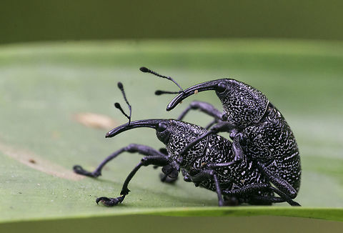 weevils at it need help with ID please
http://coleoptera-neotropical.org/paginas/2_PAISES/C-Rica/Curculionoidea/Curculionidae-CRica.html Coleoptera,Costa Rica,Curculionidae,Geotagged,Spring,insect,weevil