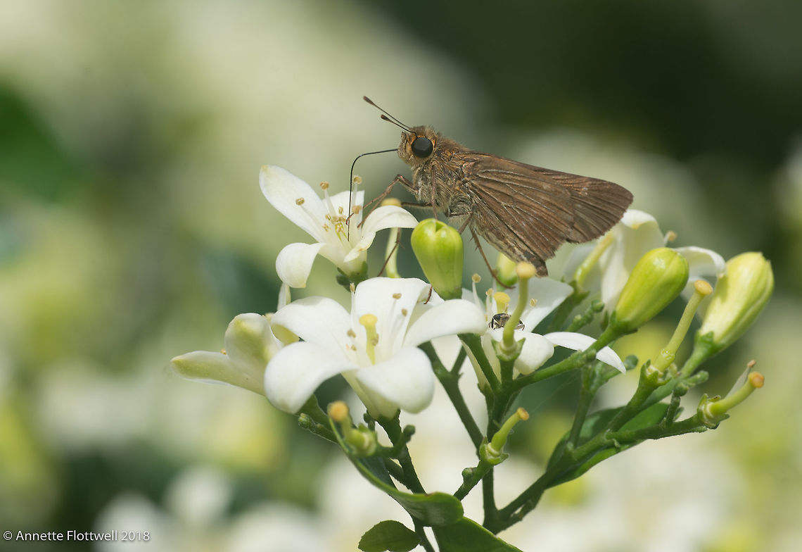 Skipper on white flower, Costa Rica these are 3 different species who came to visit my garden.<br />
PLease help with ID , I have been so often critized for my wrong IDs that I won't even try. Costa Rica,Geotagged,Lepidoptera,Spring,butterfly,hesperiidae,hesp&eacute;ridos,insecte,mariposa,skipper
