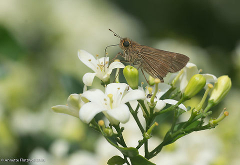 Skipper on white flower, Costa Rica these are 3 different species who came to visit my garden.
PLease help with ID , I have been so often critized for my wrong IDs that I won't even try. Costa Rica,Geotagged,Lepidoptera,Spring,butterfly,hesperiidae,hesp&eacute;ridos,insecte,mariposa,skipper
