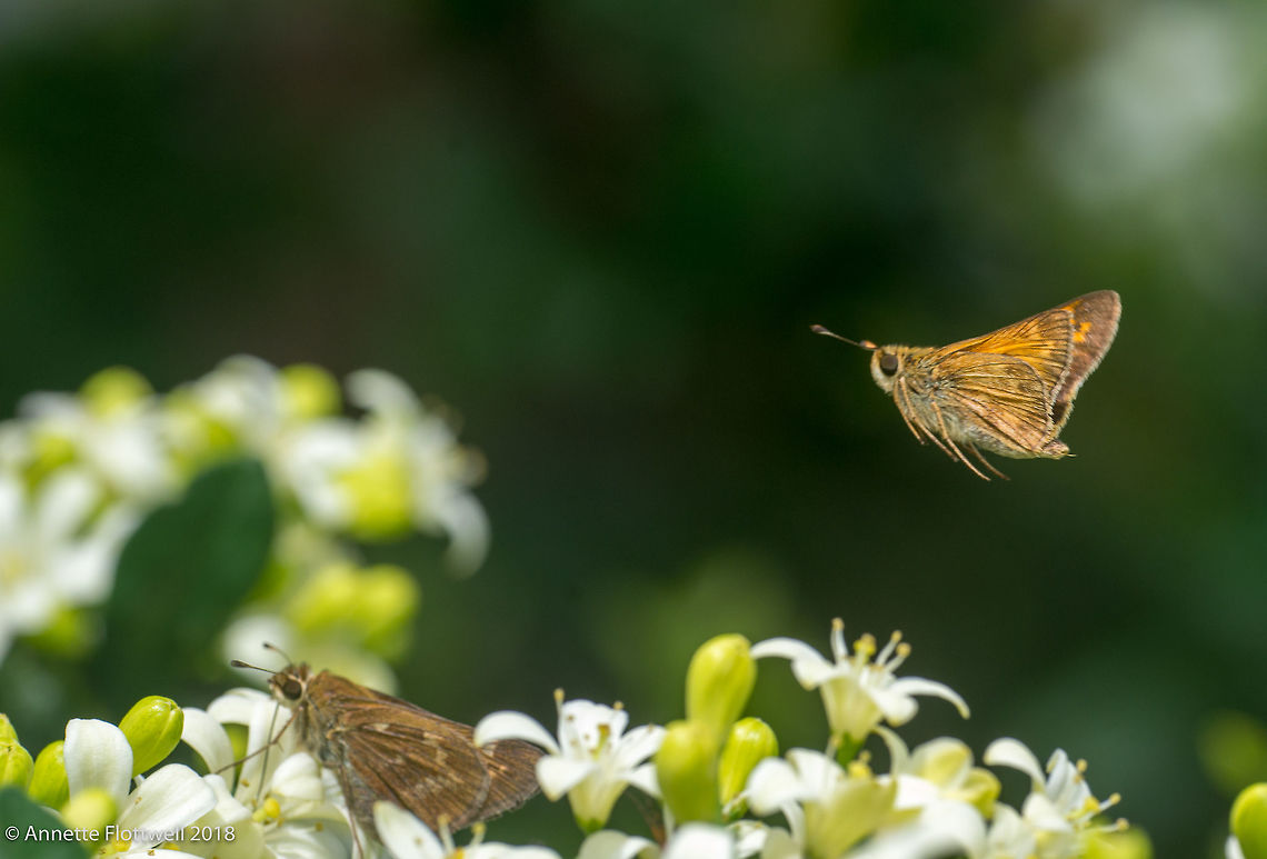 Skipper butterfly in flight, Costa Rica these are 3 different species who came to visit my garden. I like this &#039;dynamic&#039; version best Costa Rica,Geotagged,Lepidoptera,butterfly,hesperiidae,hespéridos,insecte,mariposa,skipper
