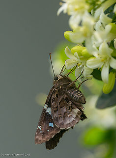 Skipper butterfly with blue spots, Costa Rica these are 3 different species who came to visit my garden. Costa Rica,Geotagged,Lepidoptera,Spring,butterfly,hesperiidae,hespéridos,insecte,mariposa,skipper
