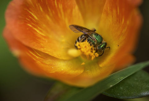 Agapostemon virescens - little green sweet bee 6mm there was a swarm of them in this little garden near the volcano, very fast and never seen before. The colour looks much duller here than in LR, don't ask what happened.
The body is yellow black  and striking copper green Agapostemon virescens,Costa Rica,Geotagged,avispa,insect,insecte,invierno,vespidae,wasp