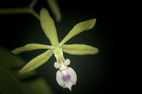 Encyclia  alba in my garden they grow on the guitite trees Costa Rica,Encyclia alboxanthina,Encyclia tampensis alba,Geotagged,Spring,encyclia alba,orchid,orqu&iacute;dea,plants