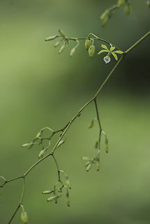 Two ants and an orchid - the early stage in my garden, with many buds of promise Encyclia alboxanthina,encyclia alba