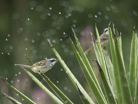 Baile de lluvia - aimophilia ruficaudia  Costa Rica,Geotagged,Peucaea ruficauda,Spring,Stripe-headed sparrow