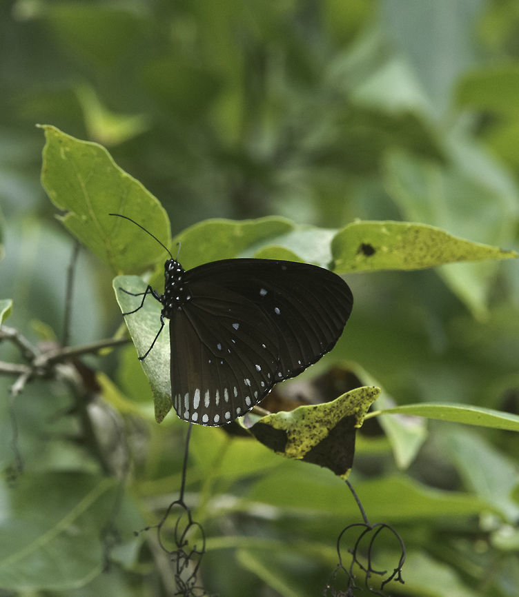 Euploea sylvester harrisii Double banded Blue Crow one from Malaysia Double-banded_Blue_Crow,Double-branded Crow,Euploea sylvester,Euploea_sylvester_harrisii,Fall,Geotagged,Malaysia,butterfly,rama rama