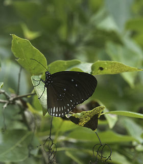 Euploea sylvester harrisii Double banded Blue Crow one from Malaysia Double-banded_Blue_Crow,Double-branded Crow,Euploea sylvester,Euploea_sylvester_harrisii,Fall,Geotagged,Malaysia,butterfly,rama rama