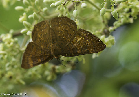 Emesis tegula 4 new species for me, 3 identified using Inaturalist and others
https://www.inaturalist.org/taxa/148753-Emesis-tegula Costa Rica,Emesis tegula,Geotagged,Riodinidae,Riodininae,Tile Metalmark,butterfly,insect,insecte,mariposa,papillon